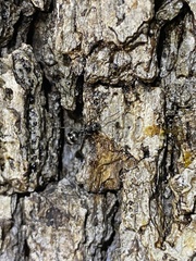 Formicoidea
