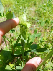 Arisaema triphyllum