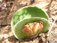 Haemanthus humilis hirsutus