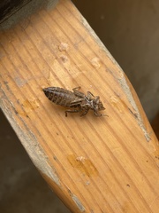 Stylogomphus albistylus
