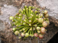 Haemanthus humilis hirsutus