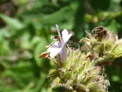 Salvia mellifera