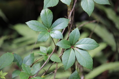 Parthenocissus quinquefolia image