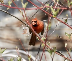 Cardinalis cardinalis