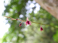 Platystele consobrina