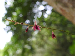 Platystele consobrina