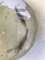 Macrobrachium rosenbergii