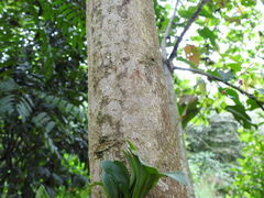 Platystele consobrina