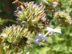 Salvia mellifera