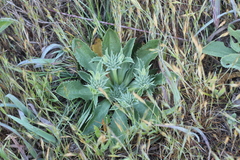 Eryngium aristulatum