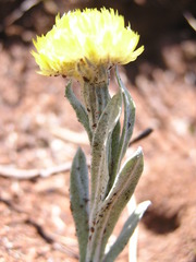 Helichrysum auriceps