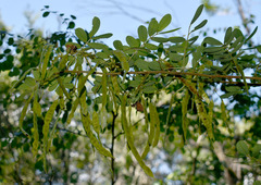 Senna gaudichaudii