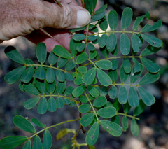 Senna gaudichaudii