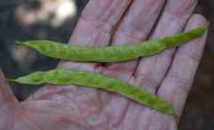 Senna gaudichaudii