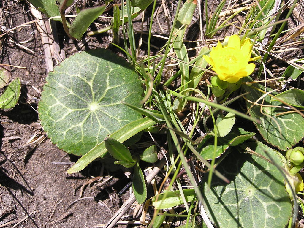 Drakensberg Buttercups