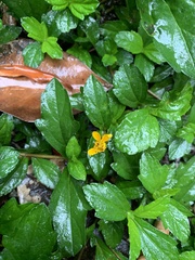 Sphagneticola trilobata