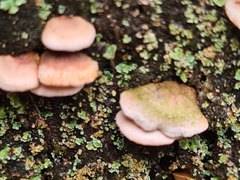 Panellus luxfilamentus
