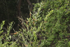 Citharexylum caudatum