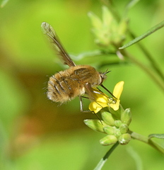 Bombylius fimbriatus