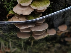 Panellus luxfilamentus