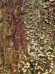 Panellus luxfilamentus