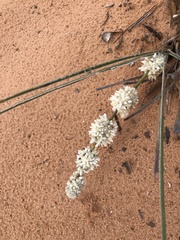 Lomandra leucocephala