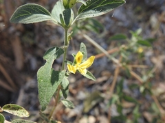 Carlowrightia arizonica