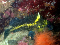 Sebastes nebulosus