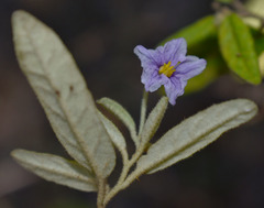 Solanum parvifolium