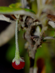 Solanum parvifolium