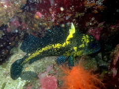 Sebastes nebulosus