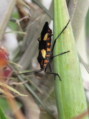 Oncopeltus varicolor varicolor