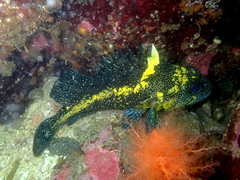 Sebastes nebulosus