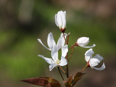 Amelanchier arborea