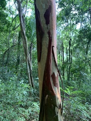 Eugenia candolleana
