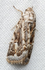 Proteuxoa florescens