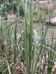 Cladium mariscus jamaicense
