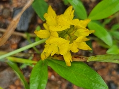 Listia bainesii