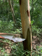 Eugenia candolleana