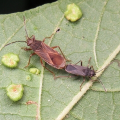 Acroleucus neomaurus