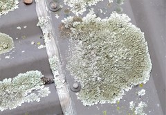 Xanthoparmelia scabrosa