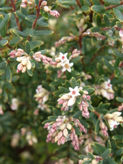 Acrothamnus