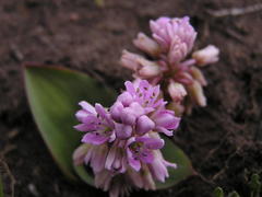 Ledebouria sandersonii