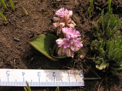 Ledebouria sandersonii