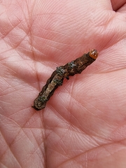 Neumichtis nigerrima