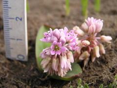 Ledebouria sandersonii