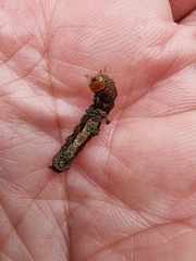 Neumichtis nigerrima