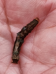 Neumichtis nigerrima