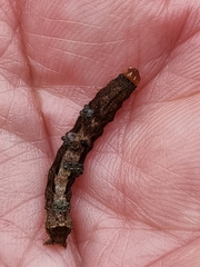 Neumichtis nigerrima