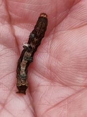 Neumichtis nigerrima